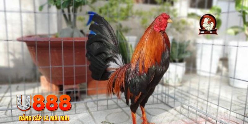 i88bet casino máy tính